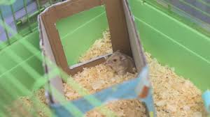 3 ways to make toys for hamsters wikihow