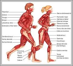 Below the muscle diagrams we have listed a series of exercises which work each muscle. Human Body Diagram And Name Human Anatomy