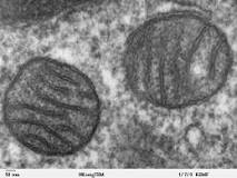 mitokondri-nedir-ne-işe-yarar