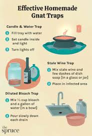 5 homemade gnat traps that really work