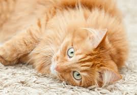 why do cats scratch carpet declawing com