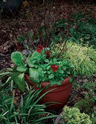 Container Planting Ideas For Autumn