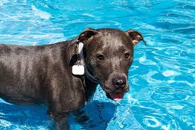 do pitbulls like water and can they