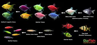 Pin By Glofish On Meet Glofish Aquarium Fish Freshwater