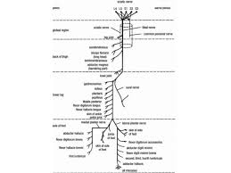 Sciatic Nerve