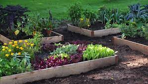 Backyard Vegetable Gardening For