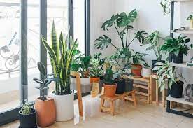 8 Indoor Plants Which Are Best For Home