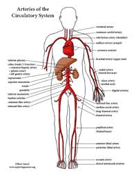 A professionally created artery vein diagram template like this one here doesn't only assist educational purposes, but also help the formal medical conference. Circulatory System Unit Reading Diagrams Labeling Tpt