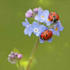 The red color is not so definite but i liked it. Ladybug Gifs Animated Images Of A Beetle For Good Luck