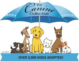 Helping to rescue dogs one pup at a time. Ohio No Kill Dog Shelter Canine Collective