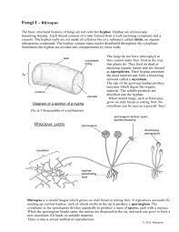 Fungi coloring worksheet answer key notes and ryanbreaux co image information name hour six kingdoms coloring worksheet pages 1 2 text image information: Fungi