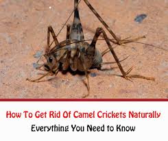 get rid of camel crickets naturally
