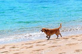 ersville park beach dog friendly