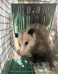 opossum removal mighty men pest control
