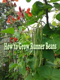 how to grow runner beans dengarden