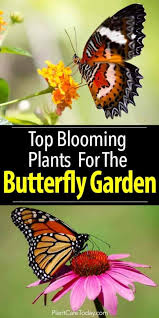 blooming plants for your erfly garden