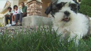 We want to give our puppies and their new owners the best possible start. Pup Side To The Pandemic 18 New Puppies In Three Block Neighborhood 9news Com