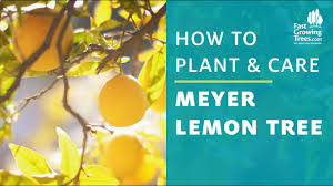 meyer lemon trees 7 secrets for tons