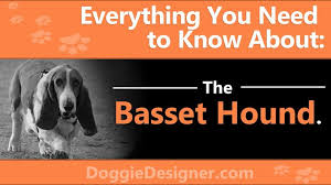 The Basset Hound A Complete Guide Doggie Designer