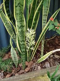 sanseviera an extraordinary plant