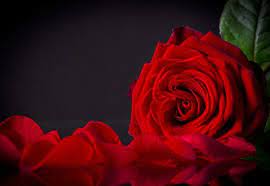 for you red rose beauty flowers