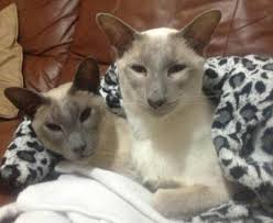 However, the main acceptable siamese cat colors are blue, seal point, lilac, chocolate. Lilac Point Siamese Cats