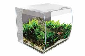 the 7 best small fish tanks of 2024