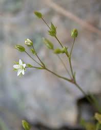 Minuartia hybrida - Wikipedia, la enciclopedia libre