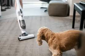 your best friend for cleaning dog