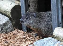 Groundhog Day 2023 Did Staten Island Chuck See His Shadow  gambar png