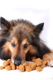 25 percent rule for dog food read
