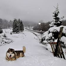 99 Winter - Cats & Dogs in the Snow ideas | dog cat, cute animals, winter cat