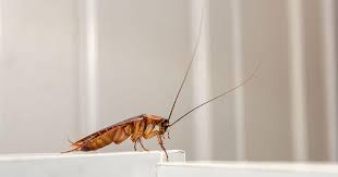 kill roaches roach control
