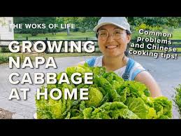 How To Grow Napa Cabbage The Woks Of Life