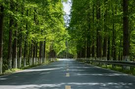 a road between summer trees picture and