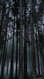 dark forest wallpaper iphone android