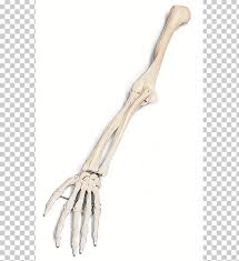 Bone basics and bone anatomy. Arm Human Skeleton Bone Png Clipart Anatomy Arm Bone Clavicle Clip Art Free Png Download