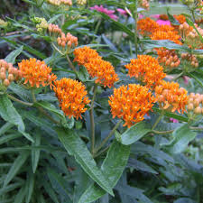 milkweed how to plant and grow types