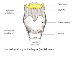 Diagram Of Larynx