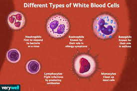 types and function of white blood cells