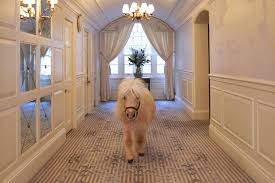 The interior of the magnificent mansion, which is also used as an exclusive wedding venue, screams out lady c style with its her living room is simple yet chiccredit: The Goring Hotel Reopening Teddy The Shetland Pony Summer Events Tatler