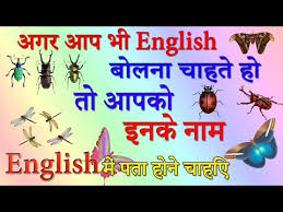Common Insect Names Daily Use Insect Hindi Meaning Of
