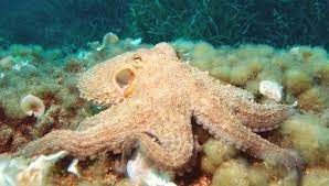 Amazing GIFs of Octopus Camouflage | IFLScience