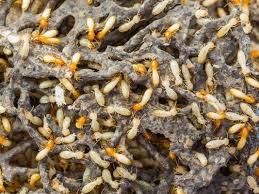 termites that do not require contact