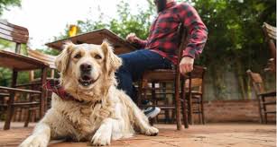 the 10 best dog friendly breweries in