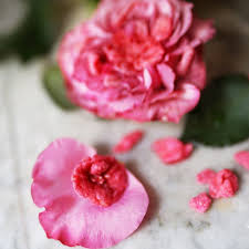 les roses d amour violette berlingot
