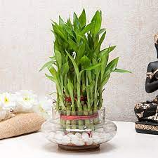 importance of lucky bamboo in improving