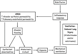 Current Schematic Of The Pathophysiology Of Ards Download