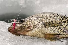 top 10 panfish ice lures of all time