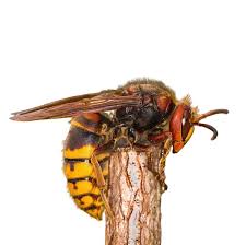 european hornet identification info